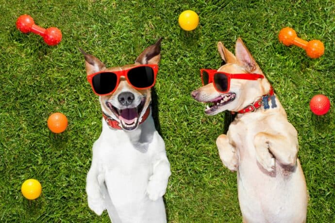 2 dogs happy with sunglasses on