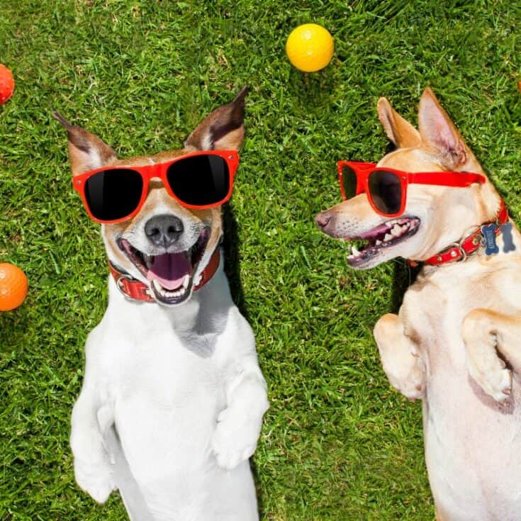 2 dogs happy with sunglasses on