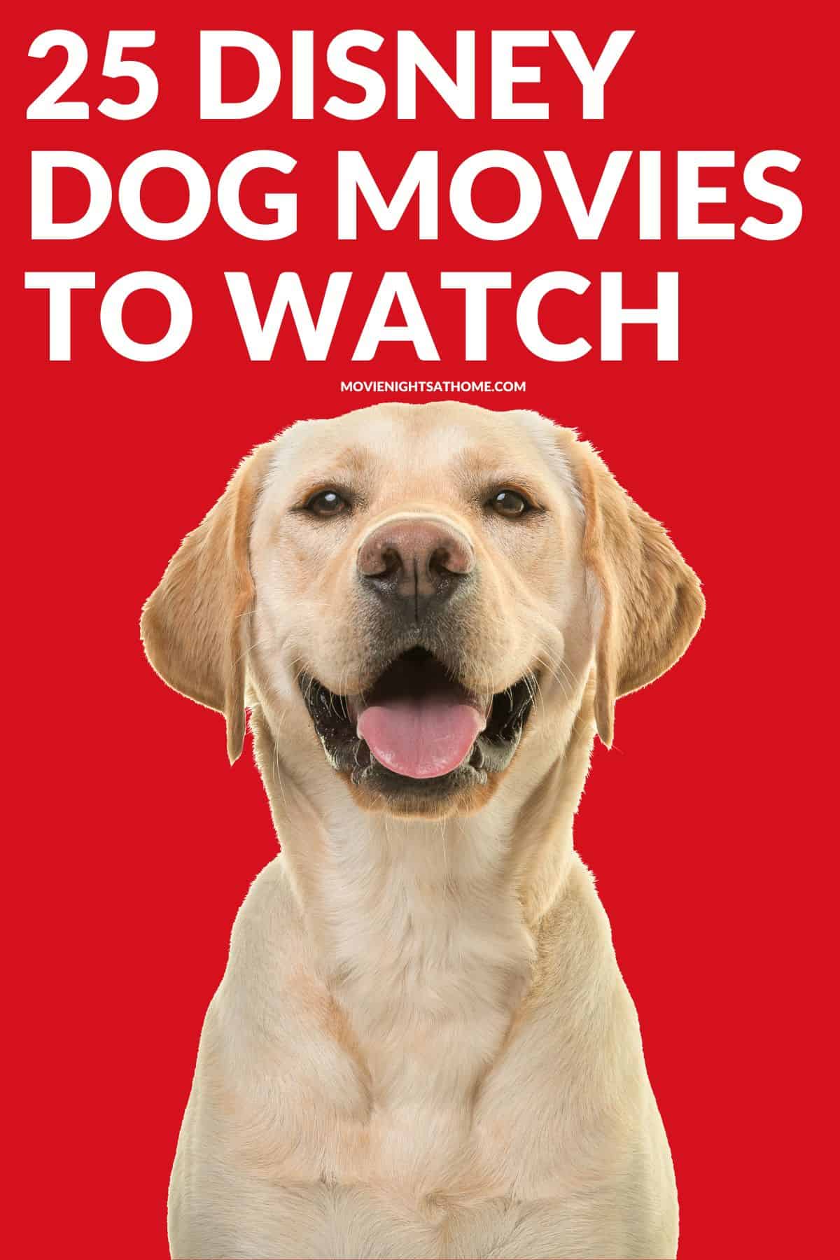 a golden lab dog with the text overlay that reads 25 disney dog movies to watch